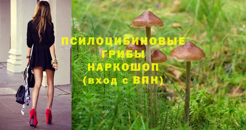 Псилоцибиновые грибы Cubensis  Красногорск 